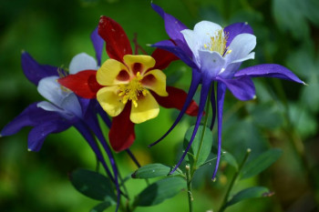 Florile toxice din grădină: Plante spectaculoase care pot fi letale pentru copii și animale