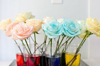 Experiment: Facem floricele colorate