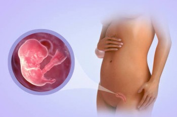 Simptomele precoce care indică apariția sarcinii