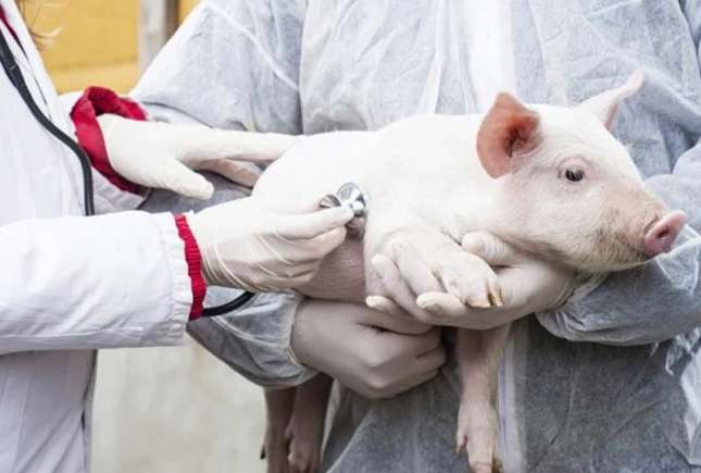 Noi focare de pestă porcină africană în nordul și centrul țării: Măsuri urgente implementate de ANSA