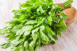 Ce poţi trata cu leuștean şi cine nu ar trebui să consume planta