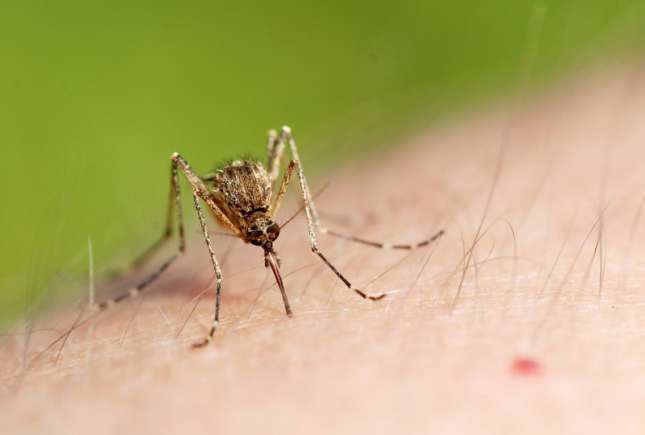 Metode simple și naturale ce te ajută să scapi de țânțari