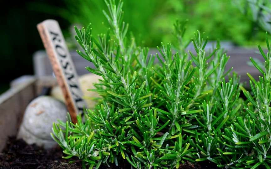 Plantele care te scapă imediat de țânțari și muște
