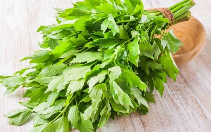 Ce poţi trata cu leuștean şi cine nu ar trebui să consume planta