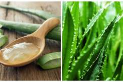 Este greu de găsit vreo afecțiune care să nu poată fi tratată cu Aloe Vera