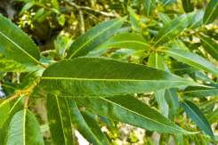 Această plantă poate înlocui aspirina! Iată cum să o foloseşti