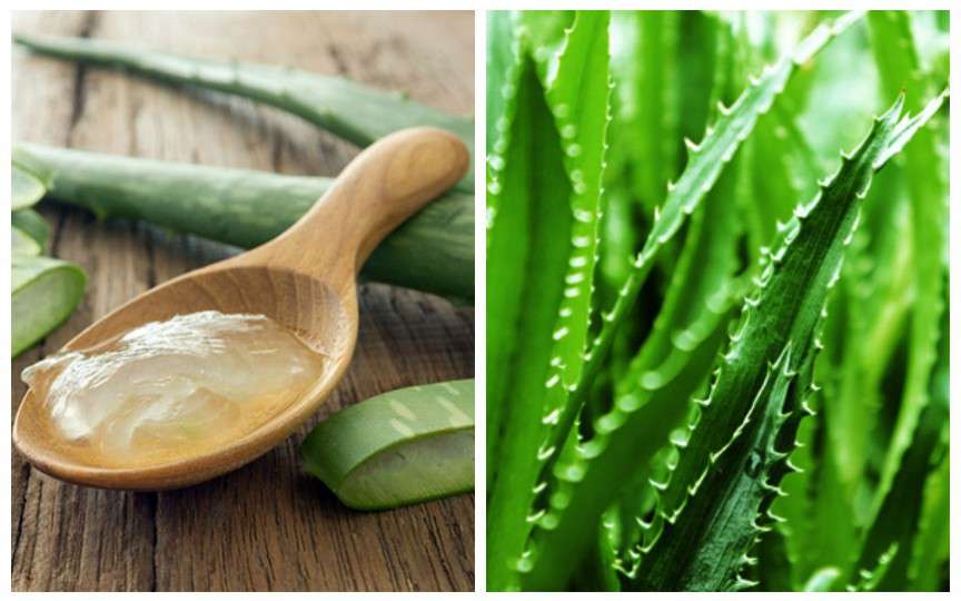 Este greu de găsit vreo afecțiune care să nu poată fi tratată cu Aloe Vera