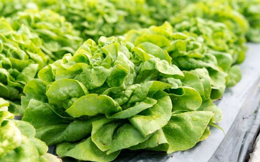 Ce beneficii are consumul de salată verde
