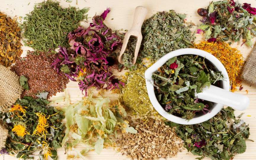 Plantele de leac ale dacilor: ce remedii foloseau străbunii noştri