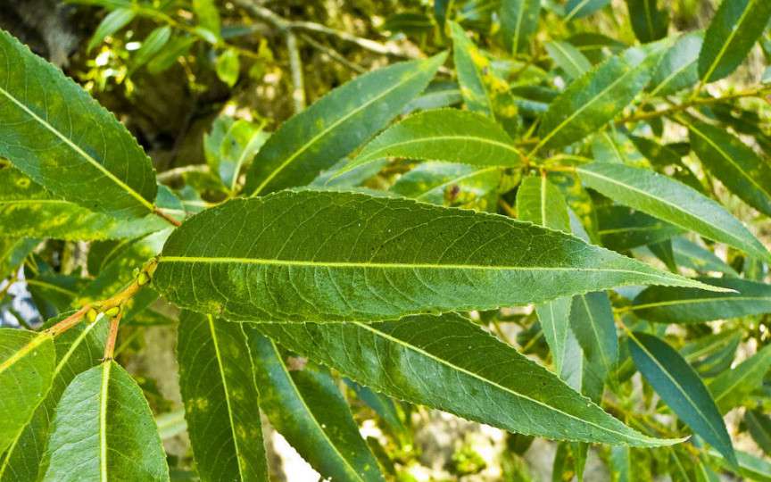 Această plantă poate înlocui aspirina! Iată cum să o foloseşti