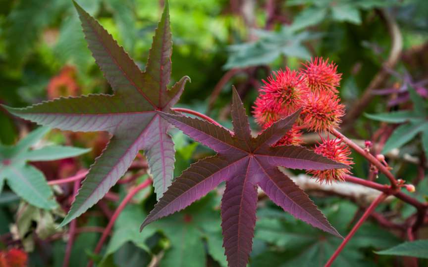 Planta care te poate ucide în câteva minute. Nu există antidot împotriva intoxicației cu această floare