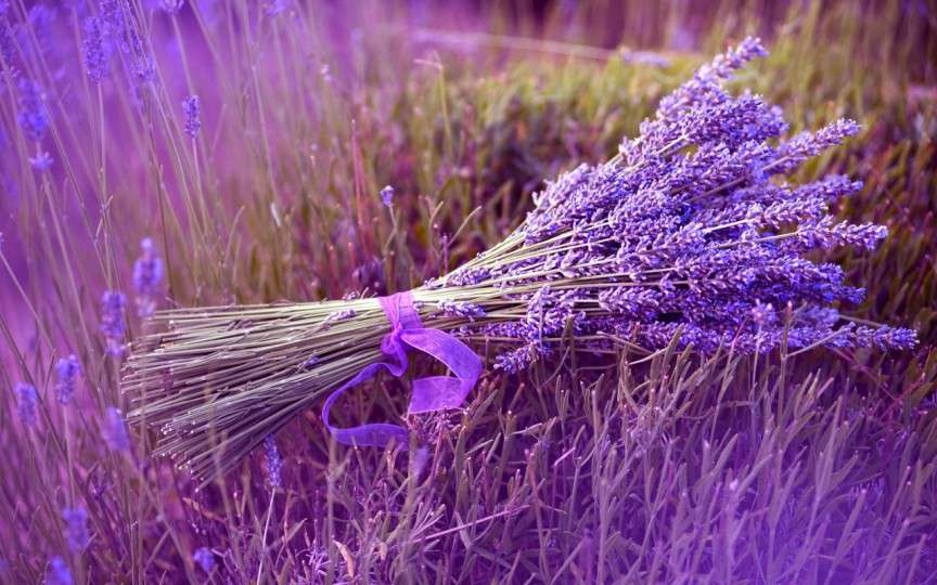 Apa de lavandă – un regenerant natural pentru piele și un cicatrizant eficient