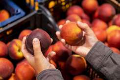 Diferența dintre piersici și nectarine: Gust, coajă și utilizare în bucătărie