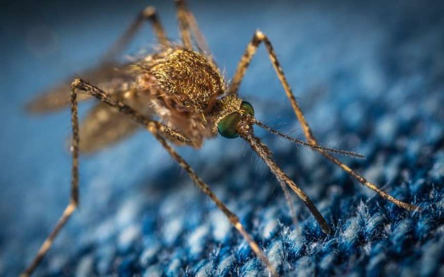 Soluţii netoxice contra ţânţarilor. Le poţi pregăti uşor acasă