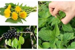 Top 5 plante care ajută la eliminarea toxinelor din organism