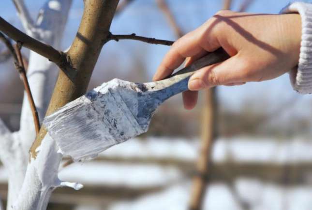 Văruirea pomilor fructiferi în luna martie. Când și cum să o faci