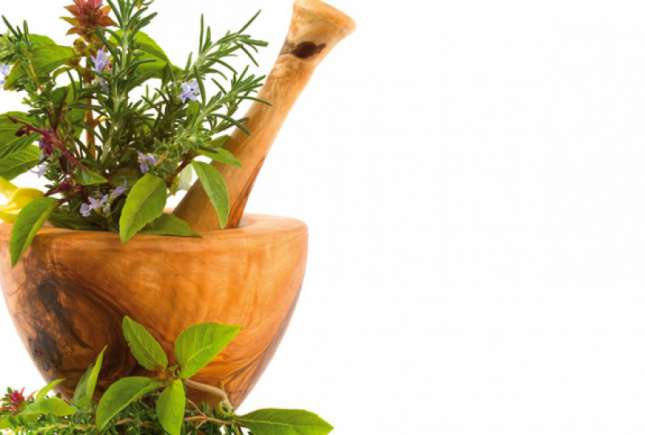TOP 10 plante medicinale cu efect de antibiotic