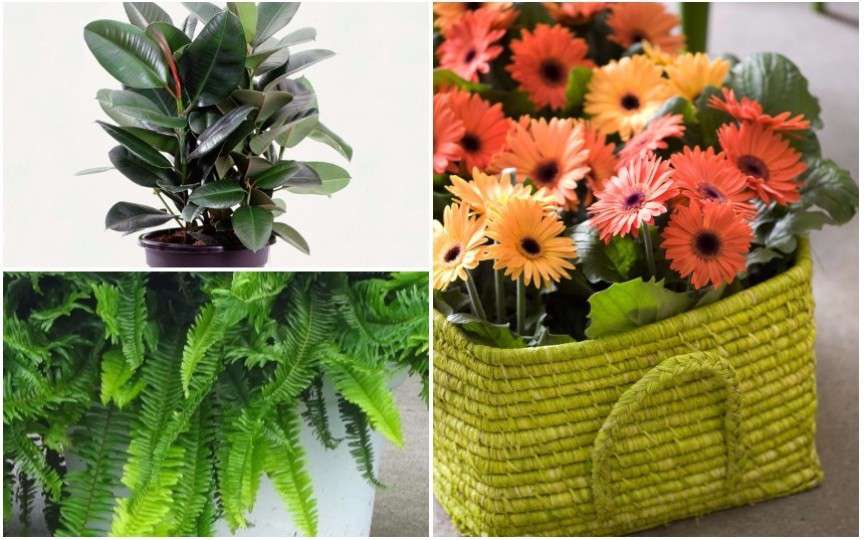 Top 11 cele mai sănătoase plante de apartament