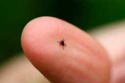 Borrelioza – sau cum procedăm dacă suntem mușcați de căpușe?
