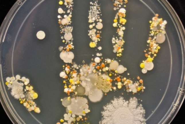(FOTO) Microorganismele de pe mâinile unui copil