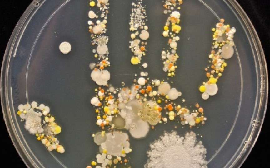 (FOTO) Microorganismele de pe mâinile unui copil
