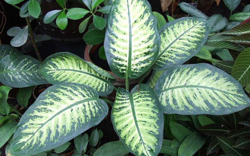 Ai această plantă în casă şi nu ştiai cât de periculoasă poate fi pentru copii