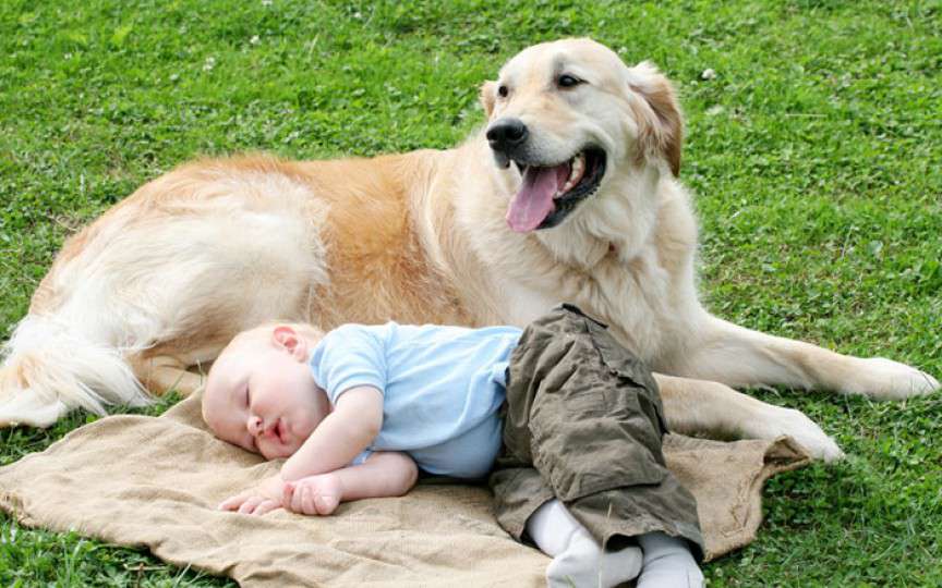 Ce se întâmplă dacă copilul înghite păr de animale?