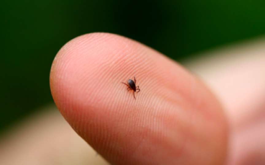 Borrelioza – sau cum procedăm dacă suntem mușcați de căpușe?