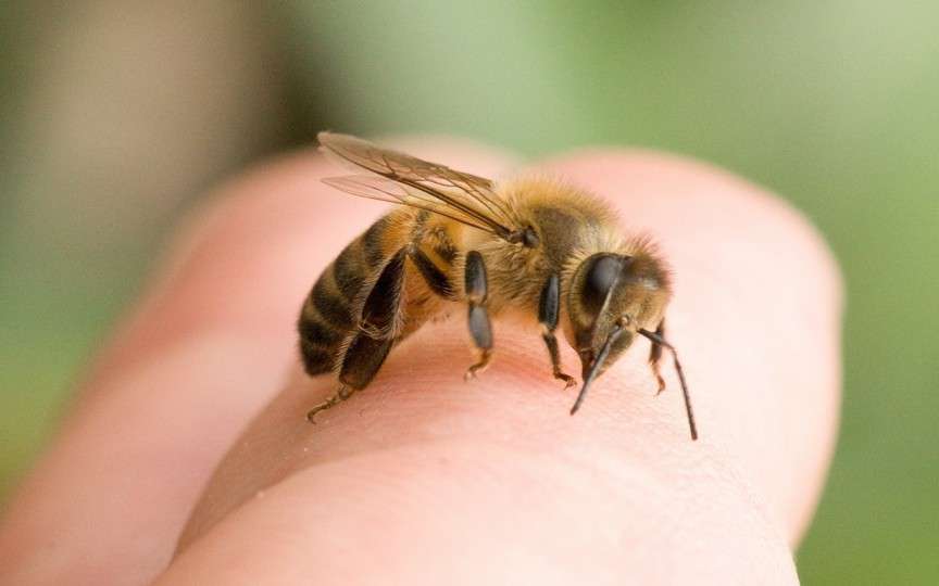Pișcăturile de insecte la copii pot fi tratate cu ulei de cocos