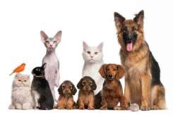 Animalele de companie: beneficii sau pericol pentru copii?