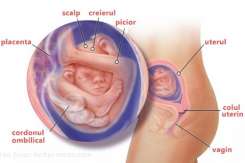 Medic obstetrician-ginecolog despre schimbările după naștere: În sarcină uterul se mărește de 50 de ori