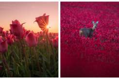 Fotografii cu lalele care vă vor face să vreți să vizitați Olanda