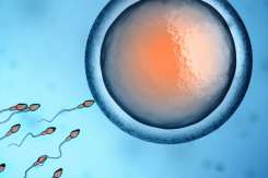 Riscurile pe care le poartă o procedură de fertilizare in vitro