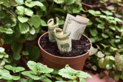 Dacă vrei să ai mai mult noroc și bogăție, înfrumusețează-ți locuința cu aceste plante