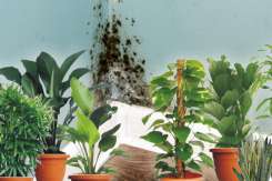 Planta pe care trebuie să o pui la fereastră. Te scapă de umiditate și mucegai