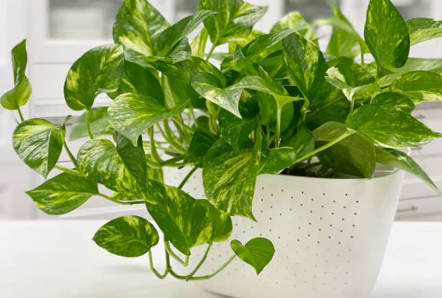 Planta banală care ne poate răcori camerele pe timp de vară! Poate chiar să și purifice aerul din locuințe