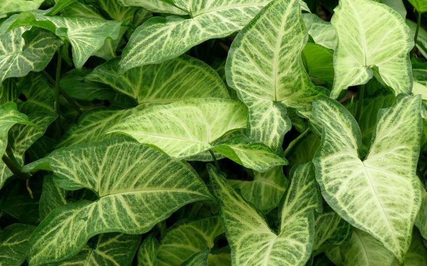 Planta care nu trebuie să-ți lipsească din locuință. Este considerată o adevărată binecuvântare, aduce norocul, sănătatea și iubirea în casa celor ce o au