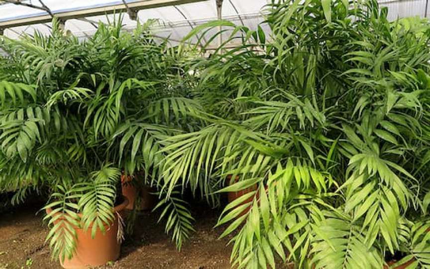 Planta care elimină umiditatea de pe tavane și pereți în doar câteva zile