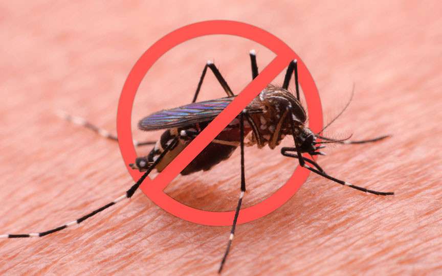 Cum să te protejezi de țânțari fără chimicale: 5 metode naturale eficiente