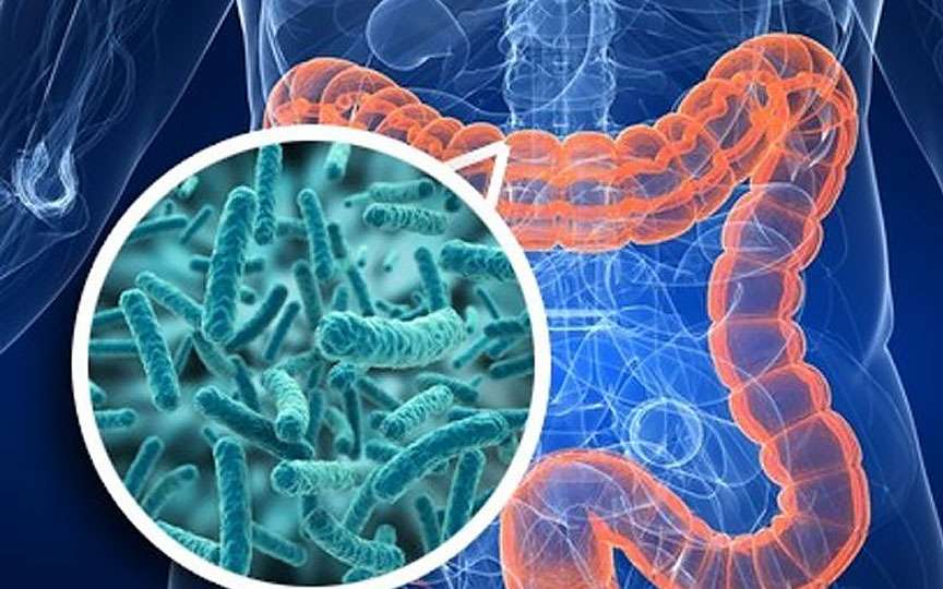 Microbiomul: ce este și cum îi susții sănătatea – ce știm și ce rămâne neclar