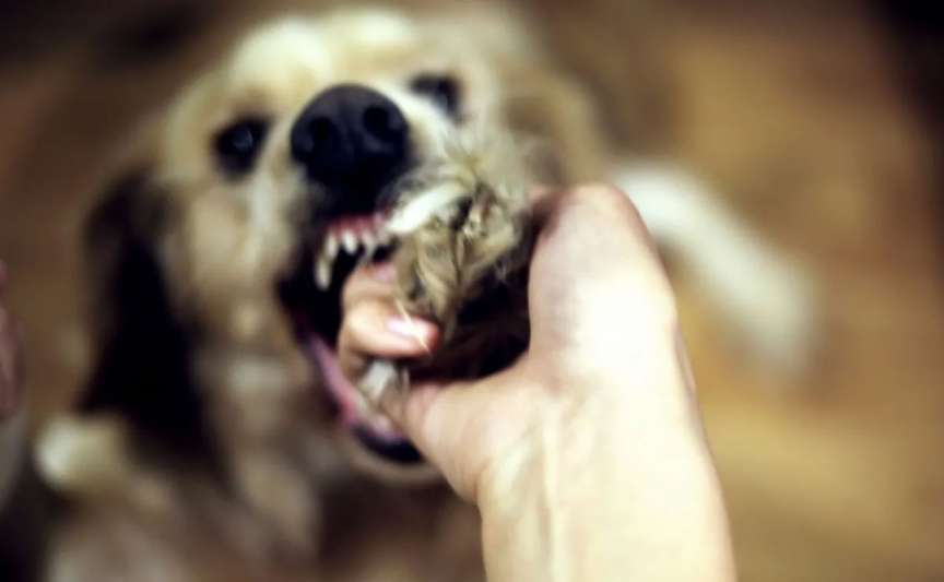 /Video/ Copil atacat de câini fără stăpân în Chișinău, pe strada Miron Costin