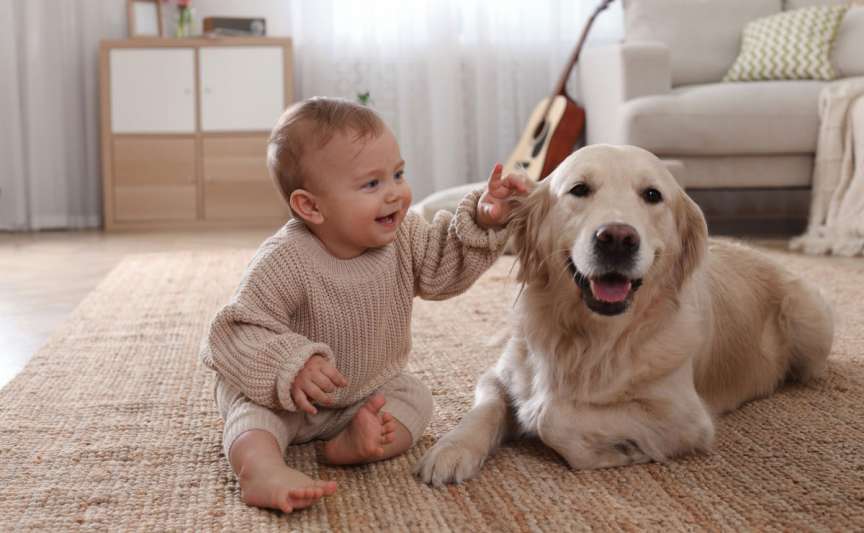 Top 10 rase de câini potrivite pentru familii cu copii – ce trebuie să știi înainte de alegere