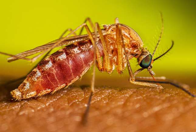 Grecia confirmă primul caz de West Nile din 2026: ce trebuie să știe turiștii