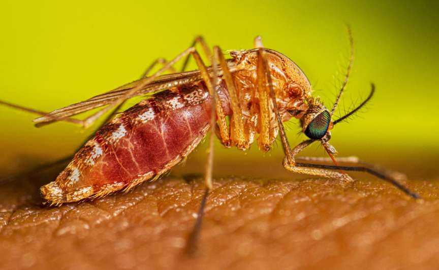 Grecia confirmă primul caz de West Nile din 2026: ce trebuie să știe turiștii