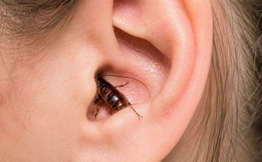 O insectă a intrat în ureche: ce poți face acasă și când mergi la medicul ORL
